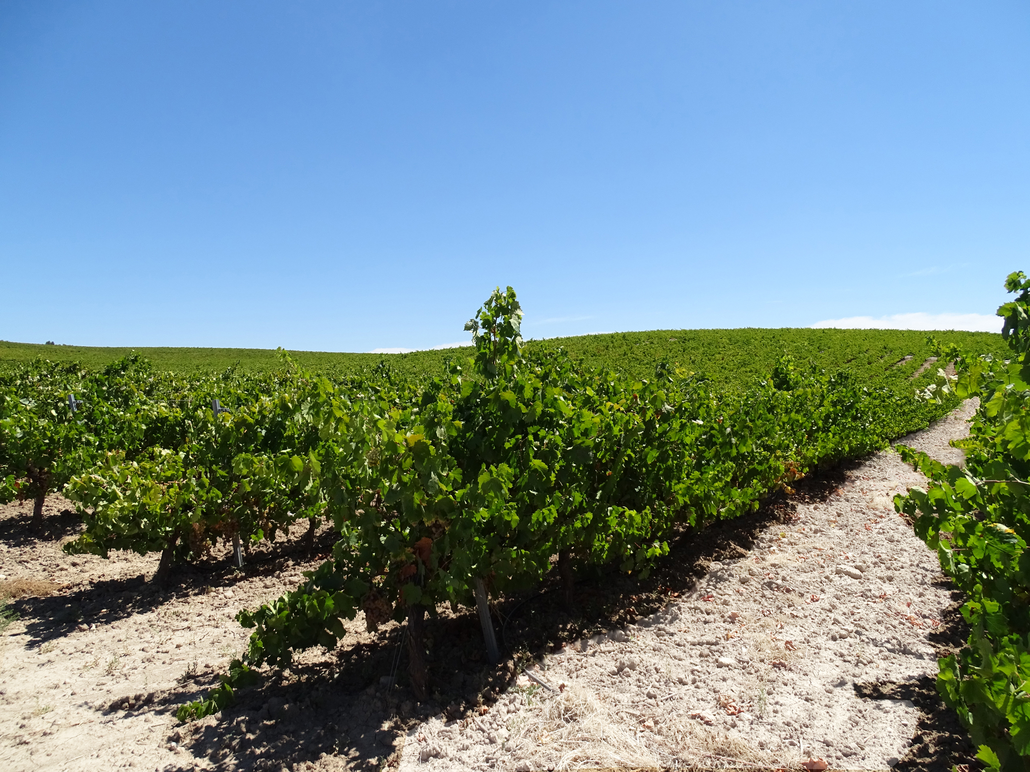 Pedro Ximénez vineyards on albariza soils in Montilla-Moriles